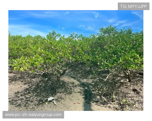 惠州赶海文化再现，台风后海鲜丰富，惠州赶海时间